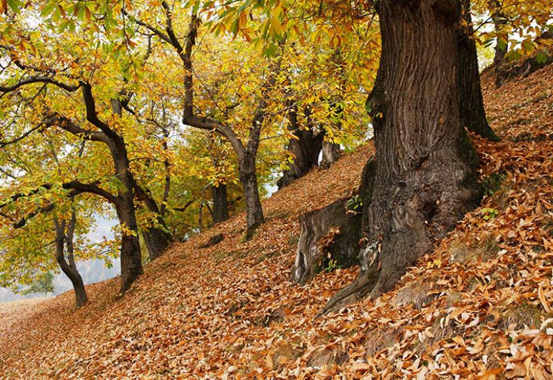 chestnut groves in autumn