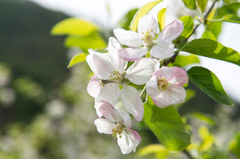 time of apple blossom