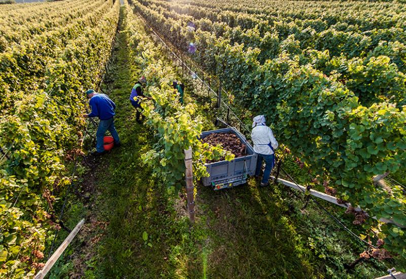 Weinlese im Meraner Land