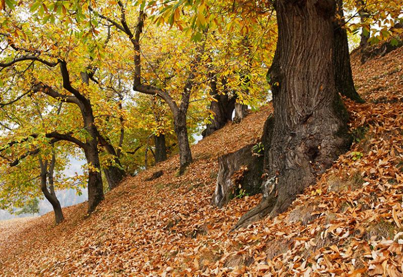 Kastanienhainen im Herbst