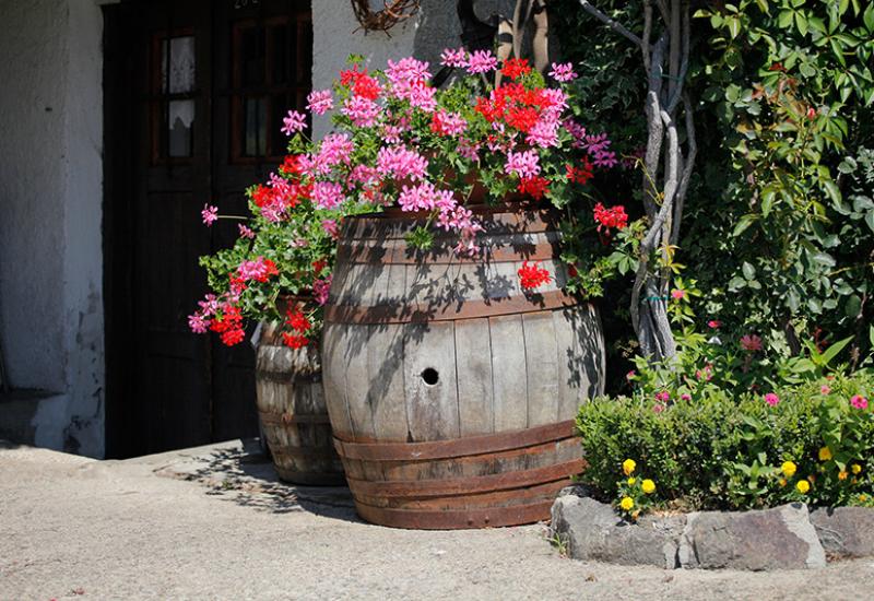 planted wooden barrel