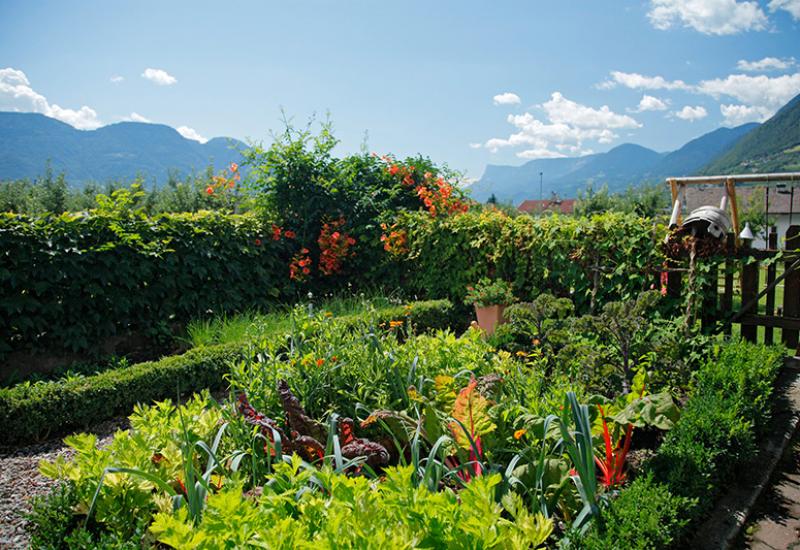 farmhouse garden with different vegetables