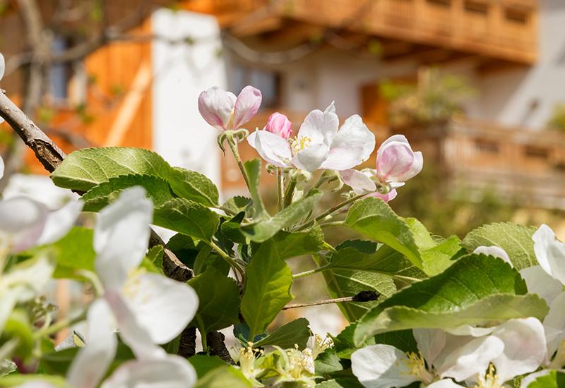 time of apple blossom at the Neuhauserhof