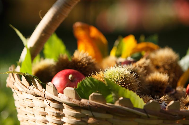 Herbstkorb mit Kastanien, Äpfeln und Blättern Herbstkorb mit Kastanien, Äpfeln und Blättern