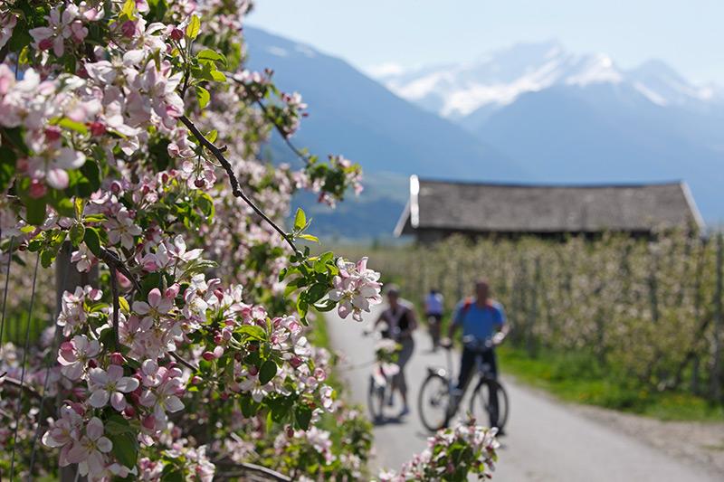 cycling through apple feather in Naturns - snowy Texel group