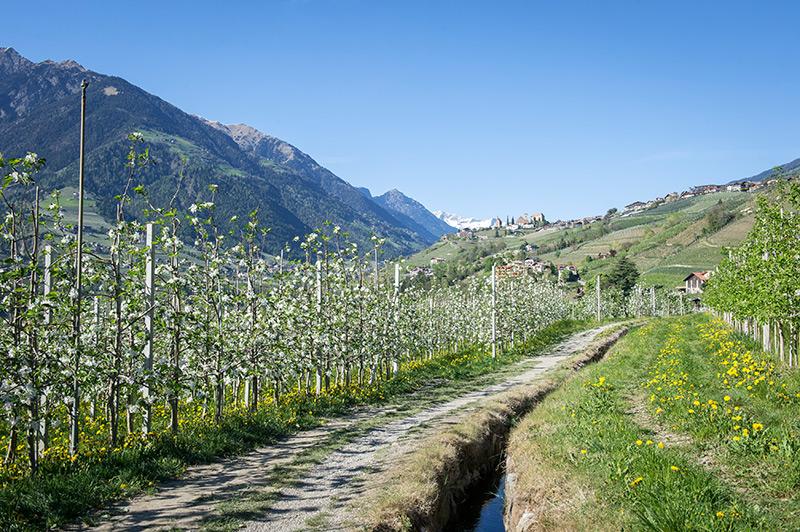 Waalwege zur in der Zeit der Apfelblüte