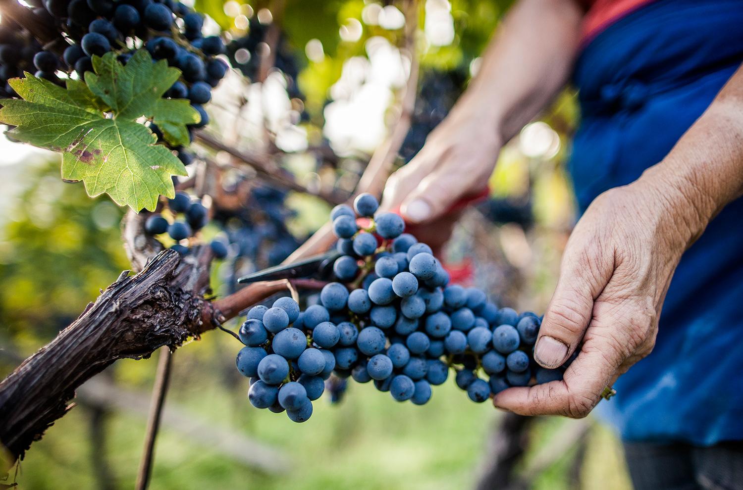 south-Tyrolean wine