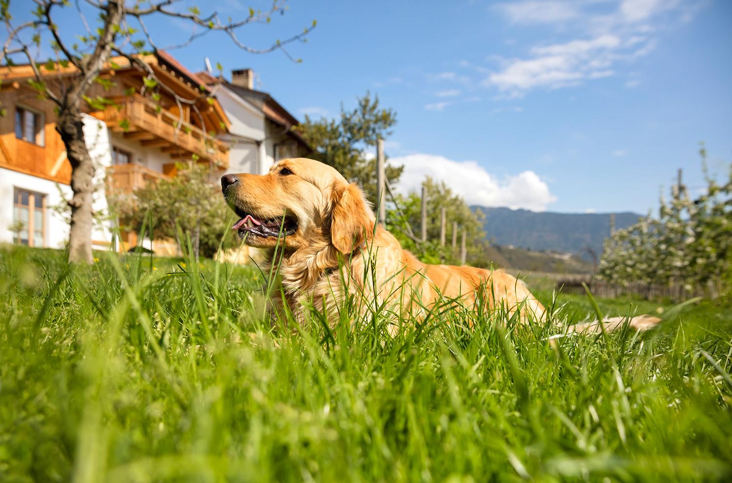 Unser lieber Hofhund