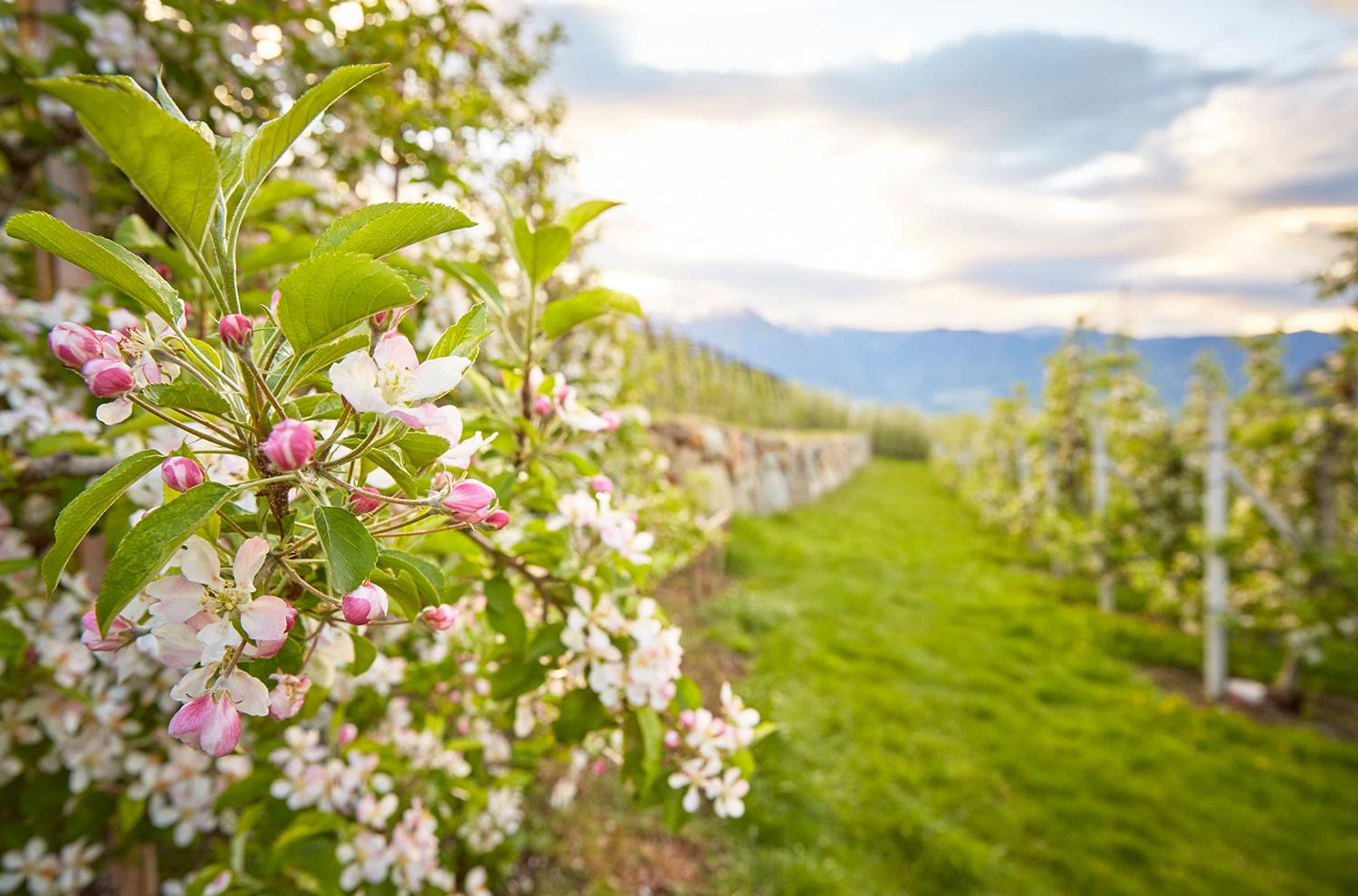 Passeggiata attraverso i frutteti in fiore